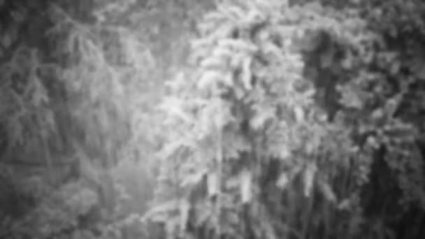 Tempête de pluie sur les arbres 