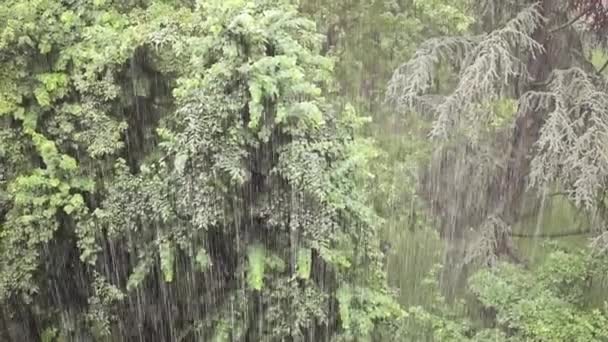 Tempête de pluie sur les arbres 