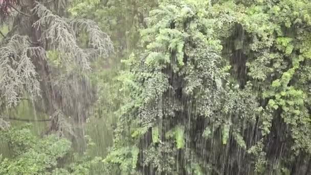 Chuva Tempestade Verão Sobre Uma Forrest — Vídeo de Stock