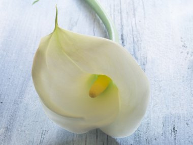 Beyaz calla Lily