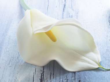 Beyaz calla Lily