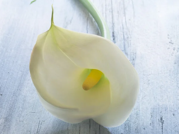 Branco Calla Lilly — Fotografia de Stock