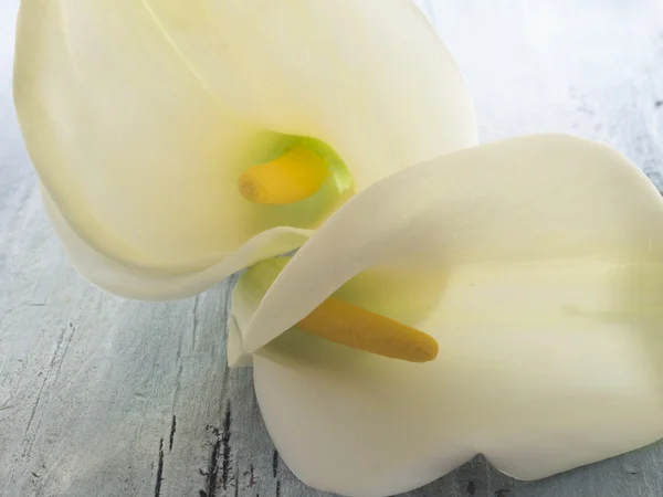 Branco Calla Lilly — Fotografia de Stock