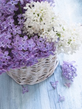 taze bahar Eflatun çiçekler