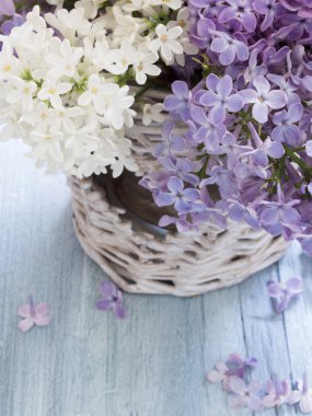 taze bahar Eflatun çiçekler