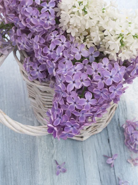 Frische Fliederblüten im Frühling — Stockfoto