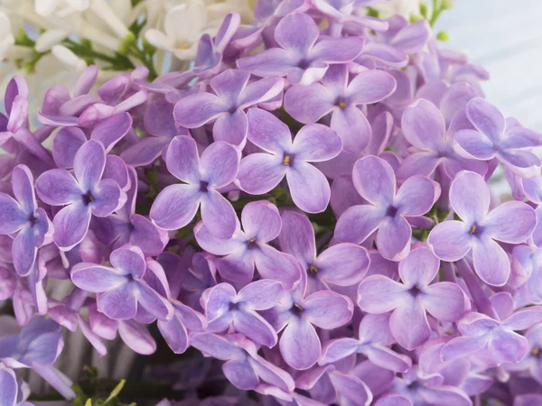 Piękne tło liliowy — Zdjęcie stockowe
