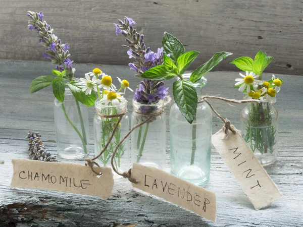 Fresh healing herbs — Stock Photo, Image