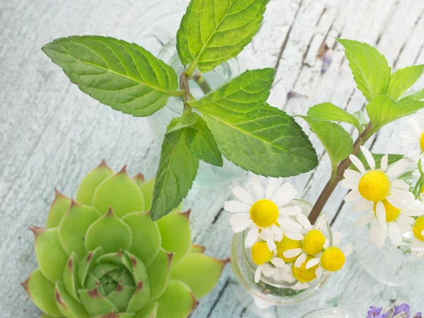 Fresh healing herbs — Stock Photo, Image