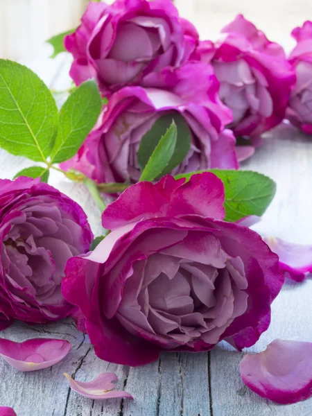 Beautiful roses background — Stock Photo, Image