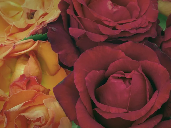 Mooie rozen achtergrond — Stockfoto