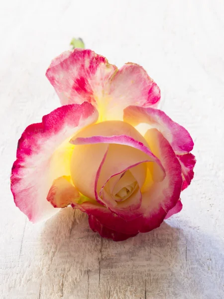 Prachtige verse rose — Stockfoto