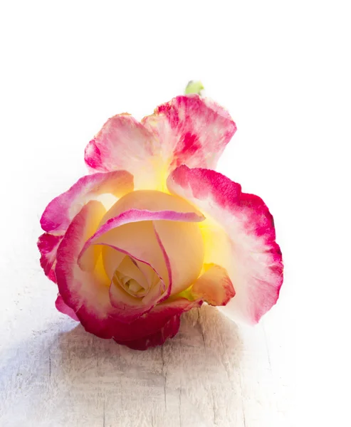 Красивая свежая роза — стоковое фото