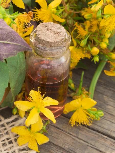 St John's wort — Stock Photo, Image