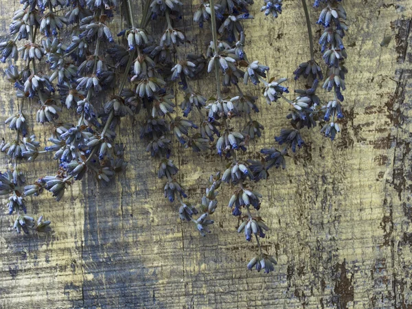 Dry lavender flowers — Stock Photo, Image