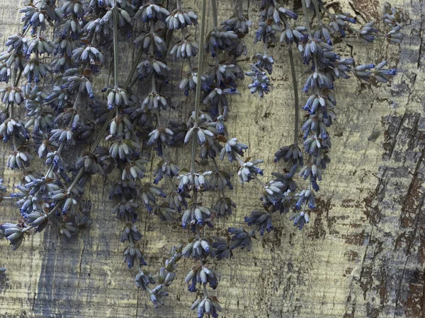Torka lavendel blommor — Stockfoto