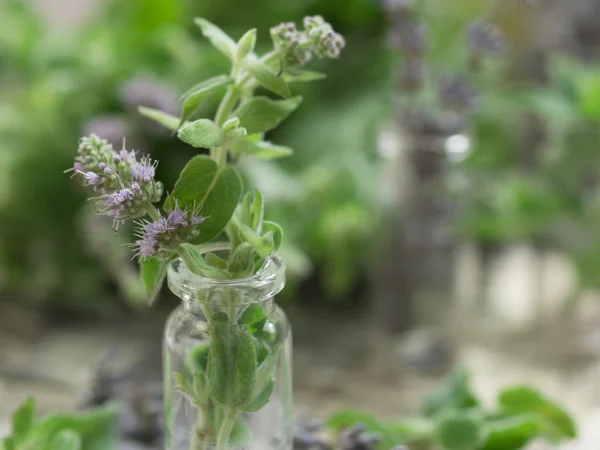 Verse munt en droge lavendel — Stockfoto