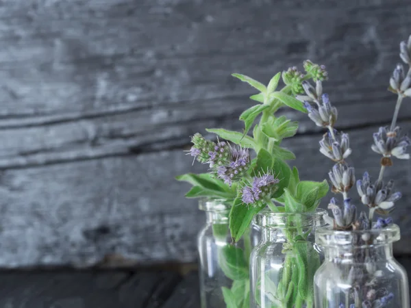 Färsk mynta och torr lavendel — Stockfoto