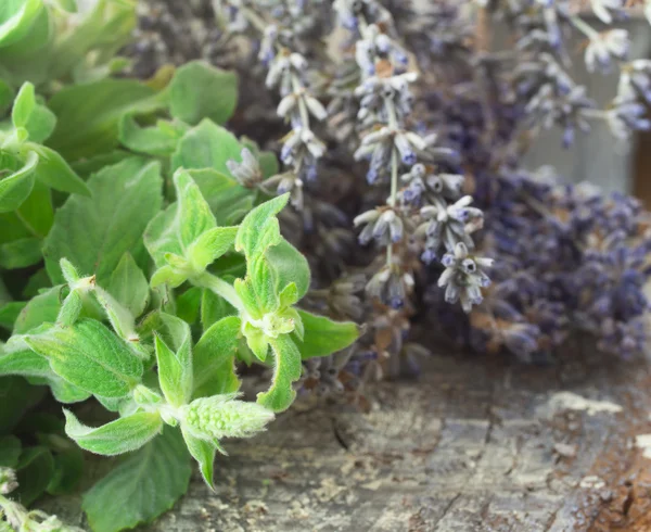 Fresh mint and dry lavender — Stock Photo, Image