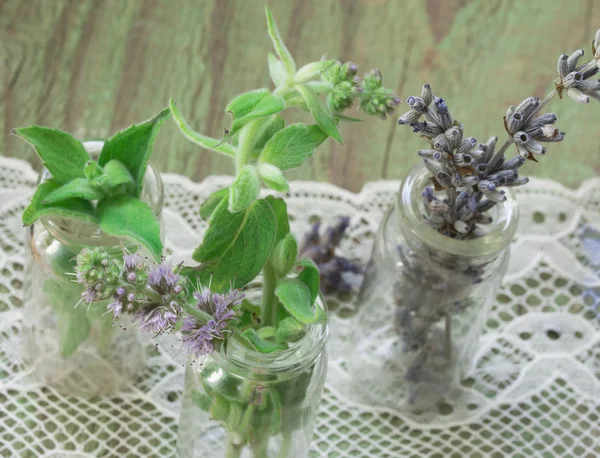 Fresh mint and dry lavender — Stock Photo, Image