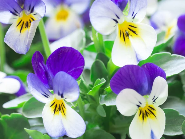 Güzel yabani Menekşe