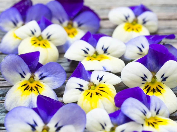 Beautiful wild violets — Stock Photo, Image