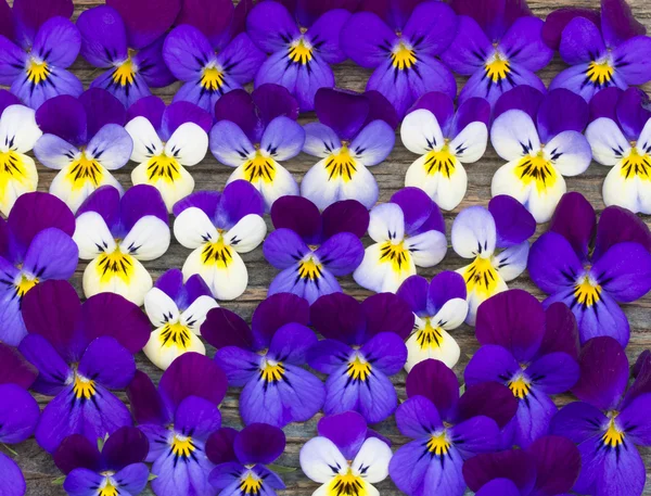 Beautiful wild violets — Stock Photo, Image