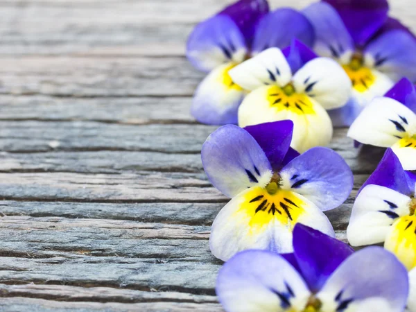 美丽的野生紫罗兰 — 图库照片