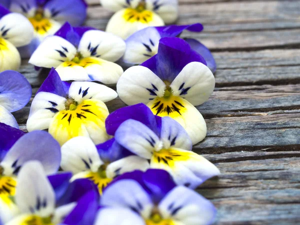 Belle violette selvatiche — Foto Stock