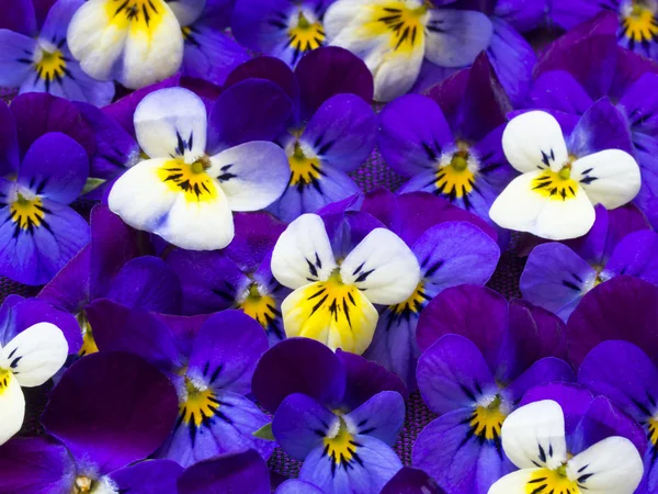 Beautiful wild violets — Stock Photo, Image
