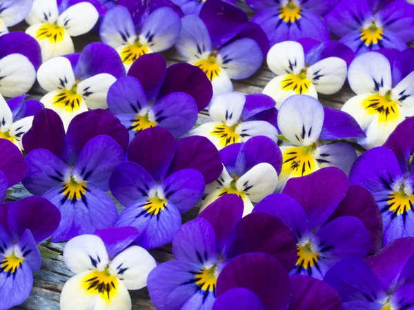 Beautiful wild violets — Stock Photo, Image