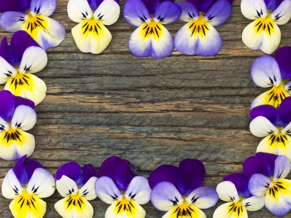 Prachtige wilde viooltjes — Stockfoto