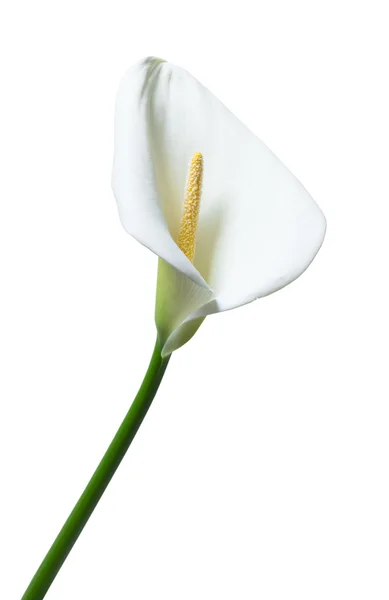 Bela flor de calla branco — Fotografia de Stock