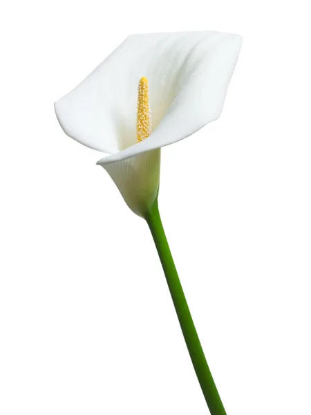 Bela flor de calla branco — Fotografia de Stock