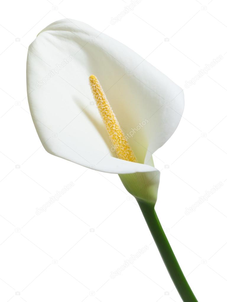 beautiful white calla flower