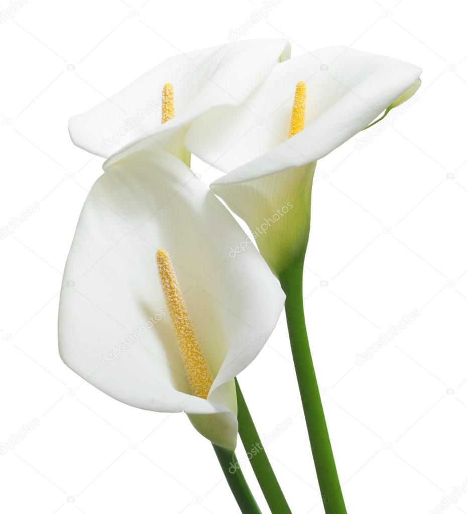 beautiful white calla flowers