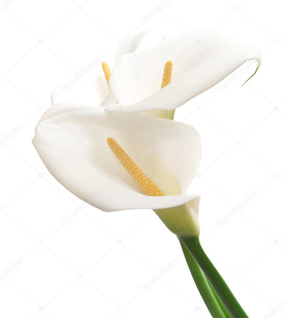 beautiful white calla flowers