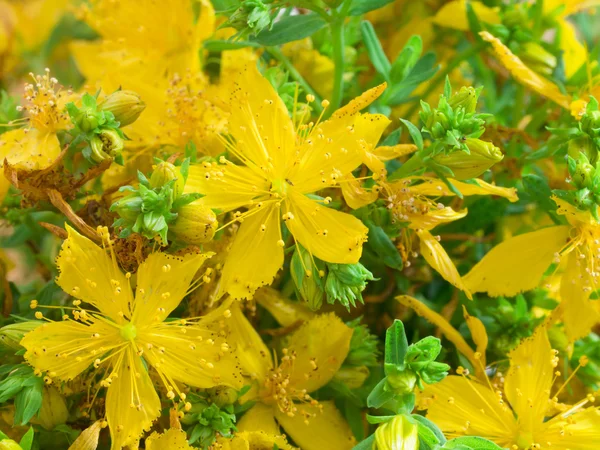 St John's wort — Stock Photo, Image