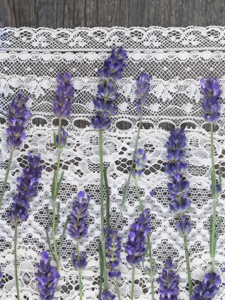 Lavendel blommor — Stockfoto