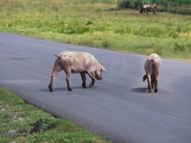 yol geçtikten domuz