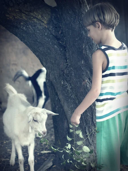 Junge füttert kleine Ziege — Stockfoto
