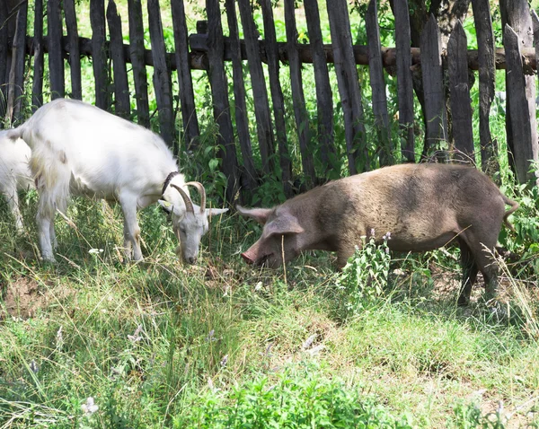 Goat and pig — Stock Photo, Image