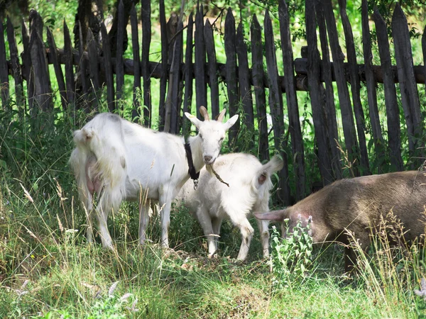 Goat and pig — Stock Photo, Image