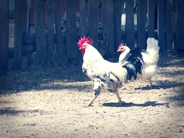 Proud hen — Stock Photo, Image