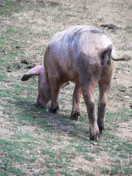 Pig в деревне — стоковое фото