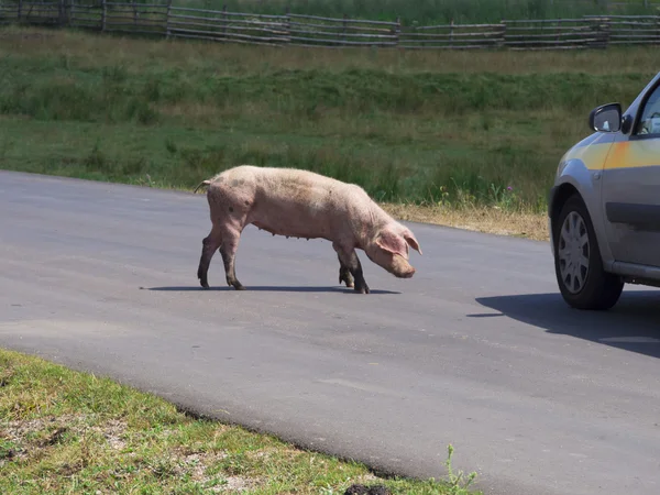 Porco a atravessar a estrada — Fotografia de Stock