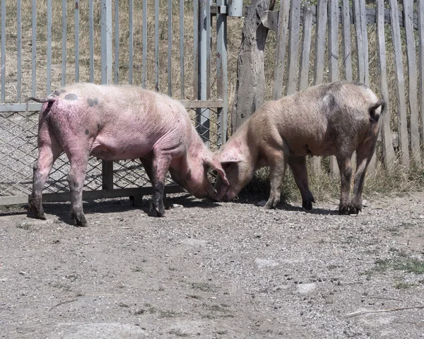 Varkens in het dorp — Stockfoto