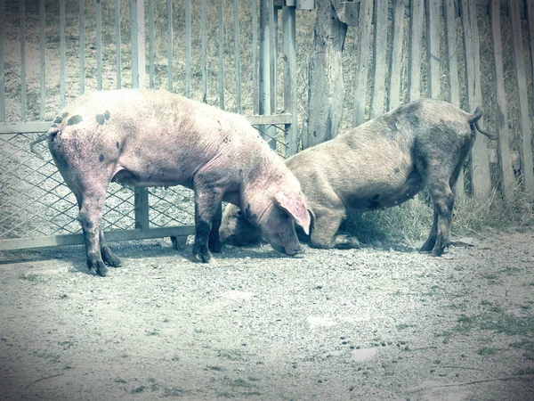 Varkens in het dorp — Stockfoto