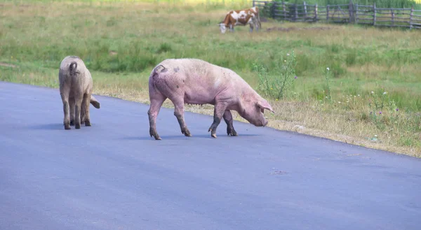 Pig crossing the road — Stock Photo, Image