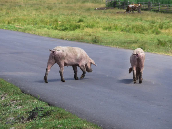 Pig crossing the road — Stock Photo, Image